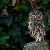 Little owls